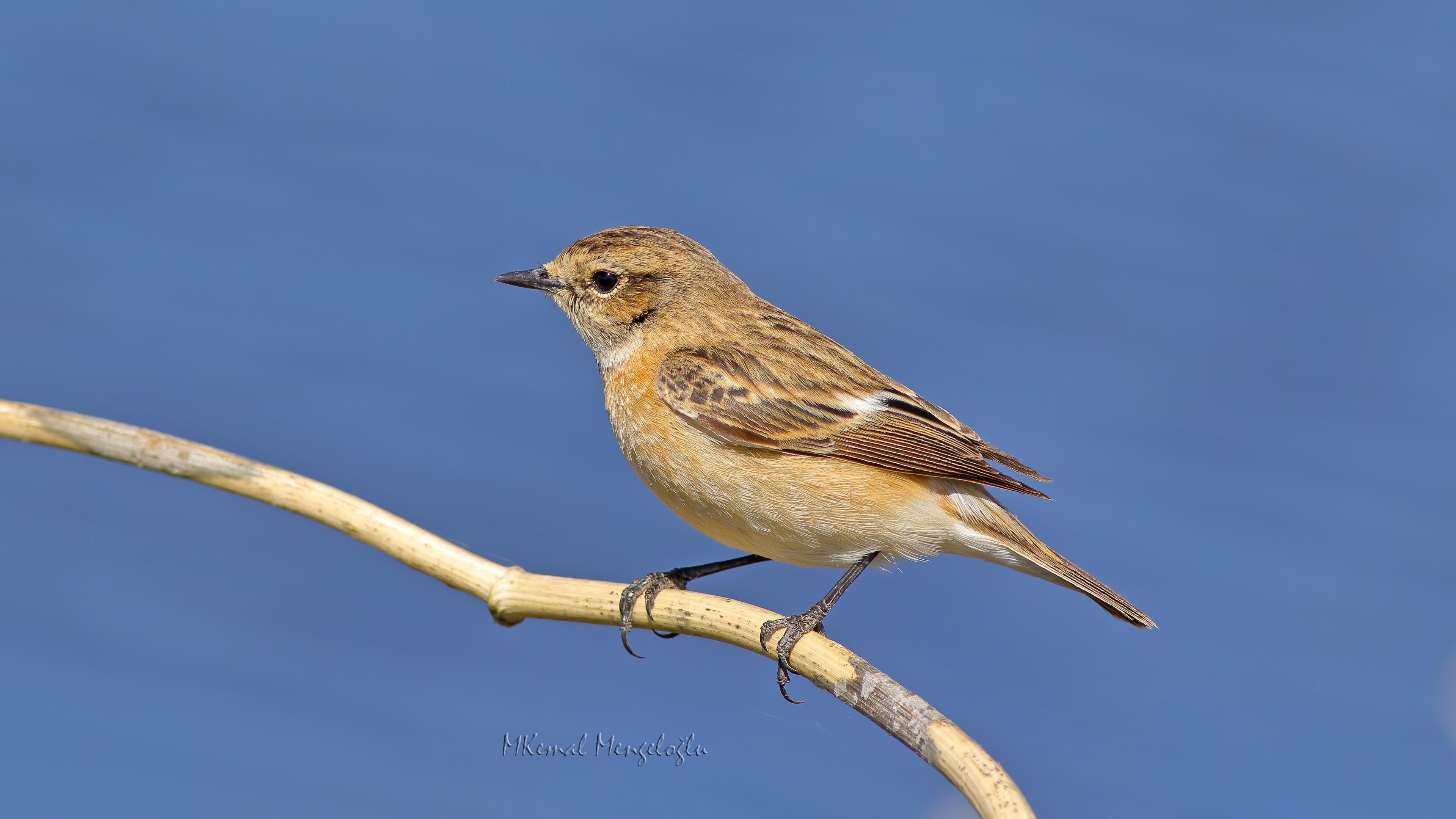 Whinchat